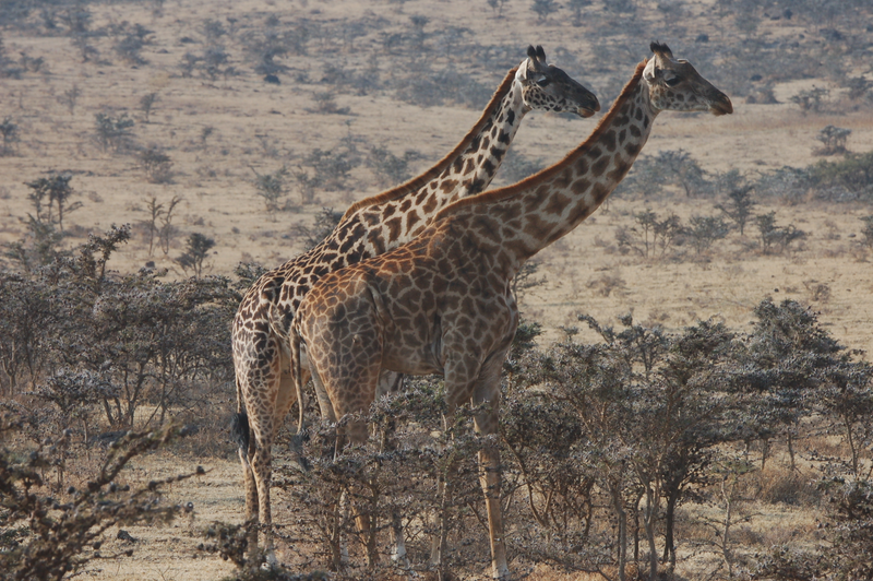 Illustration for article titled Out of Africa. Giraffes.